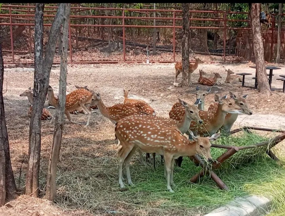 สวนสัตว์ขอนแก่น หนึ่งในจุดเช็คอินของคนขอนแก่น และใครก็ตามที่เข้ามาขอนแก่นแล้วอยากหาที่เที่ยวขอนแก่นที่เหมาะกับครอบครัว แบบที่พาเด็ก ๆ ไปเล่น ไปเที่ยว ไปเรียนรู้เกี่ยวกับสัตว์ต่าง ๆ นานาชนิดที่สามารถใกล้ชิดได้ ก็ต้องปักหมุดมาที่สวนสัตว์เขาสวนกวาง ก่อนเลยเป็นอันดับแรก ๆ เพราะว่าที่นี่มีกิจกรรมให้ทำมากมายที่จะมากับเพื่อน มากับแฟน พาเด็ก ๆ หรือผู้ใหญ่ในบ้านมาก็สนุกเพลินเพลิดได้เหมือนกัน